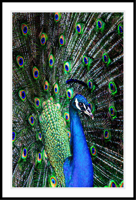 Blue green peacock up close.